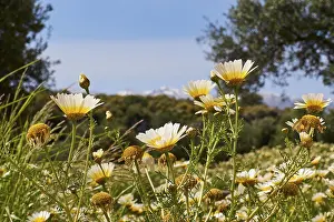Cloudless Sky Europe Imprime: Aptera, spring, spring meadows