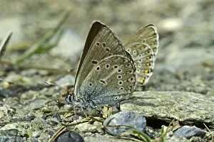 Lepidopteran Insects Pictures Imprime: Aricia eumedon, Eumedonia eumedon