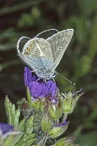 Impresiones de Aricia eumedon, Eumedonia eumedon, azul marrón oscuro, azul picobocato de cuello de cigüeña, azul picobocato de cuello de cigüeña en flor de cuello de cigüeña, geranio Imágenes Relacionadas Imprime: Aricia eumedon, Eumedonia eumedon