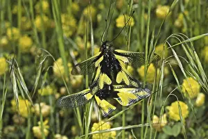 Copulation In Nature Imprime: Ascalaphus libelluloides, butterfly shaft