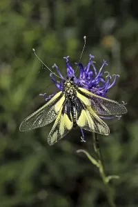 Animal Photography Imprime: Ascalaphus libelluloides, butterfly shaft