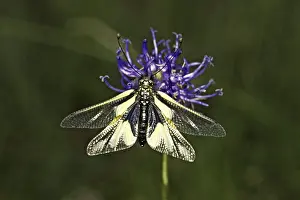 Owlfly Photography Imprime: Ascalaphus libelluloides, butterfly shaft