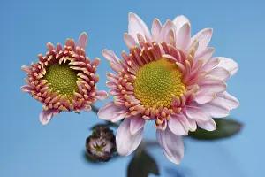 Studio Rose Photography Imprime: Aster