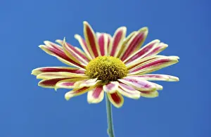 Close Up Flower Imprime: Aster (Aster)
