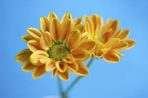 Winter Flowering Plant Imprime: Aster, winter aster