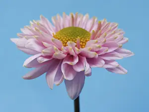 Studio Background Flowers Imprime: Aster, winter aster