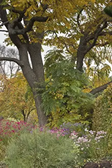 Central Europe Inflorescence Imprime: Asters (Aster) in mixed border