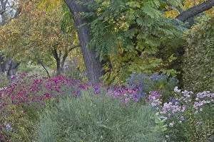 Lower Saxony Garden Flowers Imprime: Asters (Aster) in mixed border