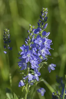 Veronica Austriaca Imprime: Austrian broadleaf speedwell (Veronica austriaca)