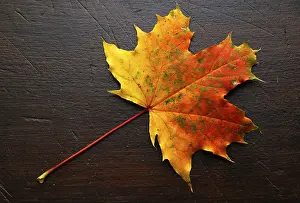 Autumnal Atmosphere Imprime: Autumn, leaf, maple leaf, maple