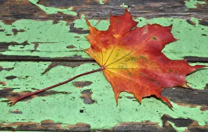 Autumn Leaves Imprime: Autumn, leaf, maple leaf, maple