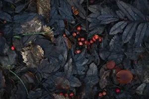 Moody Autumn Atmosphere Imprime: Autumn leaf pattern