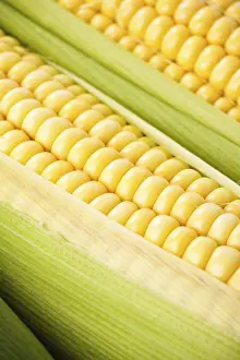 Close Up Corn Imprime: Background from corn cobs closeup