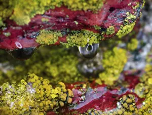 Close Up Water Drop Imprime: Background, macro. Surface of stone