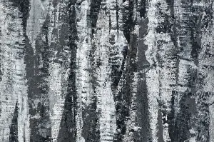 Tree Bark Texture Imprime: Background of the plastered texture with the effect of tree bark