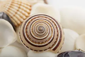 Deserted Beach Background Imprime: Background from a sea shells