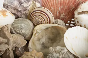 Deserted Beach Background Imprime: Background from a sea shells