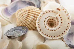 Deserted Beach Background Imprime: Background from a sea shells