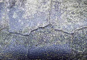 Reptile Wildlife Photography Imprime: Background texture of tortoise shell. Turtle shell