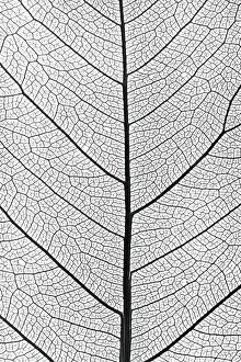 Close Up Tree Leaf Imprime: Background from tree leaf close up