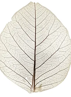 Close Up Nature Photos Imprime: Background from tree leaf close up