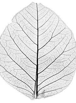 Close Up Tree Leaf Imprime: Background from tree leaf close up