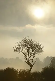 Austrian Countryside Imprime: Backlit tree, Triestingtal valley