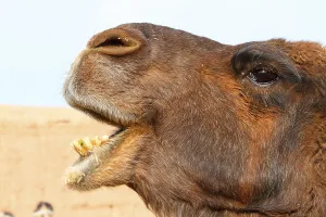 Bactrian Camel Imprime: Bactrian camel