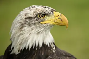 Águila De Cola Blanca Imprime: Águila Real.