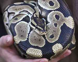 Impresiones de La serpiente de ball descansando en las manos del cuidador del zoológico, mostrando su hermoso patrón de piel Pitón Bola Imprime: La serpiente de ball descansando en las manos del cuidador del zoológico.