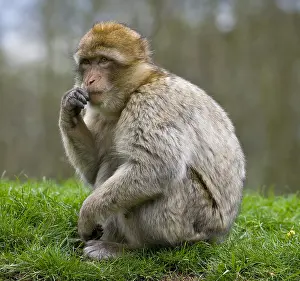 Impresiones de Macaco de Barbary (Macaca sylvanus), Bosque de monos, Trentham, Staffordshire, Inglaterra, Reino Unido Macaco De Berbería Imprime: Macaco de Barbary (Macaca sylvanus)