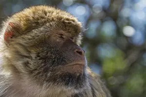 British Overseas Territory Imprime: Barbary macaque (Macaca sylvanus)