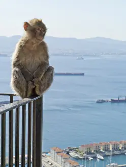 Southern Europe Fauna Imprime: Barbary macaque (Macaca sylvanus)