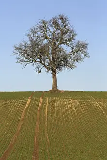 Deciduous Trees In Winter Imprime: Bare tree