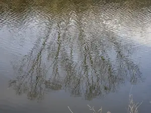 Impresiones de Árbol desnudo reflejado en el río, Feistritz, Stubenberg, Estiria oriental, Estiria, Austria Río Imprime: Árbol desnudo reflejado en el río.