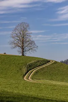 Deserted Hill Landscape Imprime: Bare tree in front of sprouting
