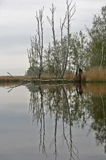 Peenetal Nature Park Germany Imprime: Bare trees reflected in a cloudy river