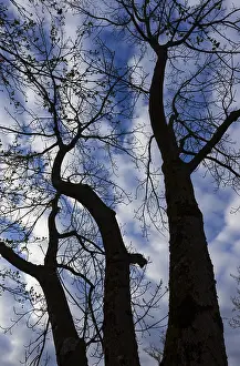 Austrian Countryside Views Imprime: Bare trees against the sky, branches