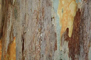 Southeast Europe Botany Imprime: Bark of a Eucalyptus (Eucalyptus)