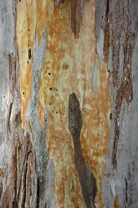 Tree Trunk Texture Imprime: Bark of a Eucalyptus (Eucalyptus)