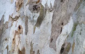 Tree Trunk Texture Imprime: Bark of eucalyptus tree (Eucalyptus)