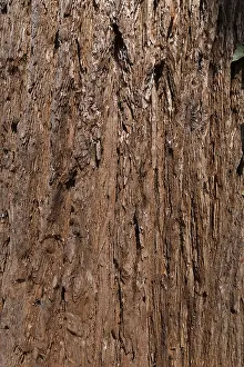 Giant Coniferous Trees Imprime: Bark of sequoia (Sequoioideae) tree