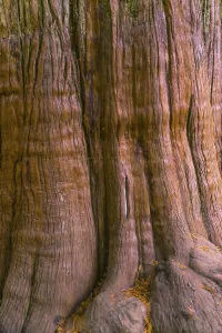 Washington State Landscapes Imprime: Bark of a tree, detail of a tree trunk