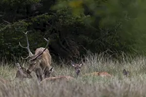 Red Deer Mating Imprime: Based on years of observation