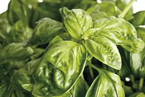 Kitchen Spice Still Life Imprime: Basil