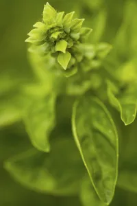 Fragrant Herb Plant Imprime: Basil in bloom