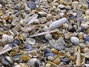 Uninhabited Shoreline Scenes Imprime: On the beach, shells, shell beach