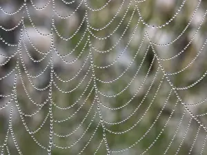 Autumnal Atmosphere Imprime: Bead net
