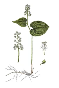 Medicinal Herb Illustration Imprime: Bead-ruby (Convallaria bifolia)