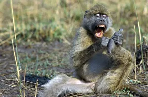 Africa Animal Behaviour Imprime: Bear baboon